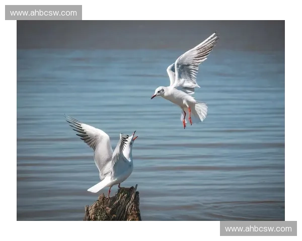 捕捉瞬间的力量与激情 体育摄影艺术的独特魅力与挑战